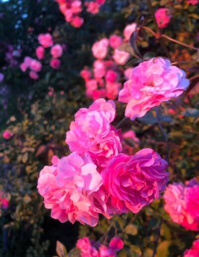 Photo de fleurs à Laragne en Gascogne