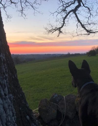 Photo de Nala, chien noir à Laragne en Gascogne