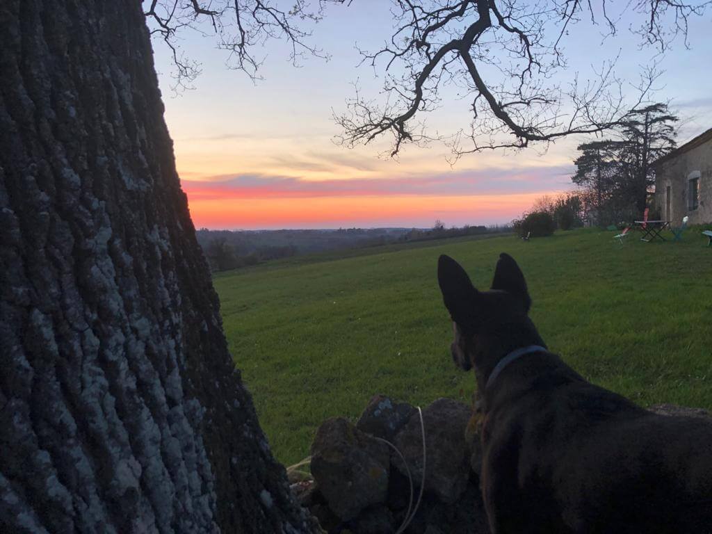 Photo de Nala, chien noir à Laragne en Gascogne